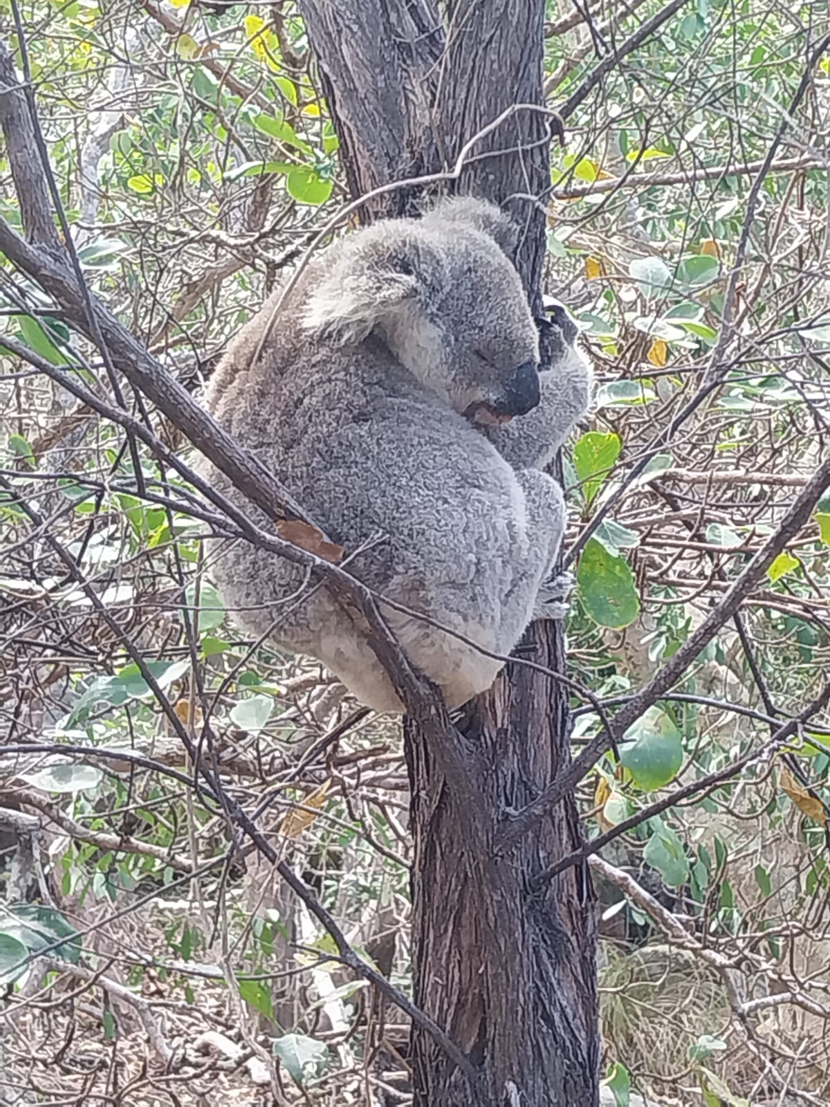 Koala